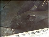 tapir
