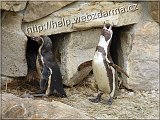 tucniak1