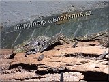 varan