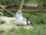 vtak11