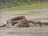 zirafa3