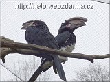 zoborozec