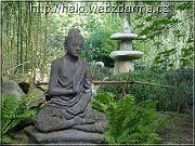 Budha