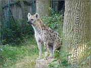 hyena