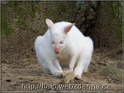 kengura biela