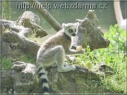 lemur