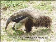 mravciar
