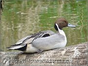 ostralka