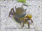 krab