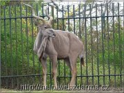 kudu