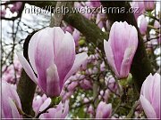 magnolia
