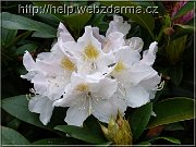 Rododendron