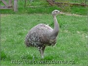 nandu
