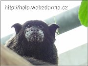 tamarin