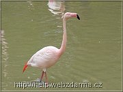 plameniak