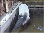 tapir
