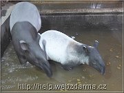 tapiri