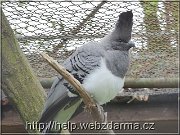 turako