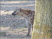 hyena