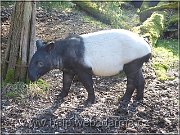 tapir