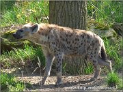 hyena