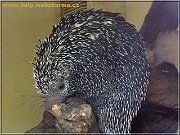 kuandu