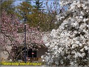 magnolie