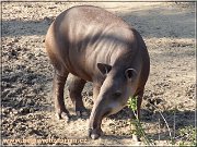 tapir
