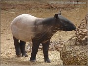 tapir