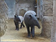 tapiri
