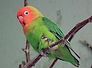 agapornis