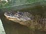 aligator