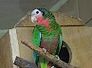 amazonan
