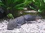 axolotl
