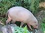babirusa