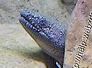 bichir