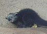 binturong