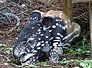 tapir
