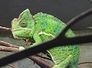 chameleon