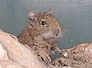 degu