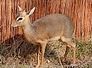 dikdik