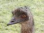 emu