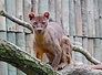 fosa