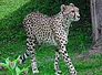 gepard