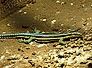 holaspis