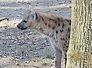 hyena