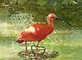 ibis