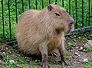 kapybara