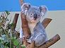koala