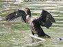 kormoran
